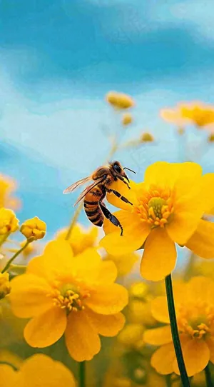 蓝天下蜜蜂在黄色花朵上，春天摄影图