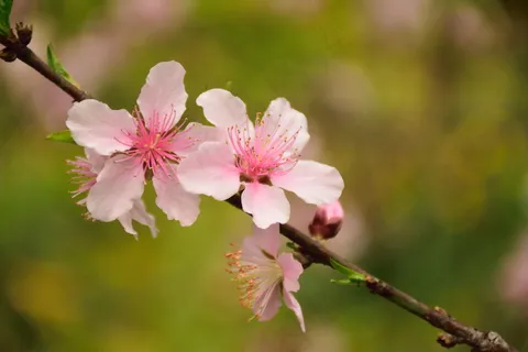 春天桃花小清新图片 春天桃花小清新图片