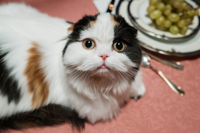 可爱猫咪猫猫摄影素材