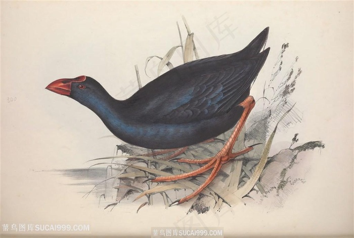 欧洲鸟彩绘插画