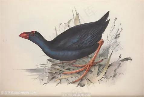 欧洲鸟彩绘插画