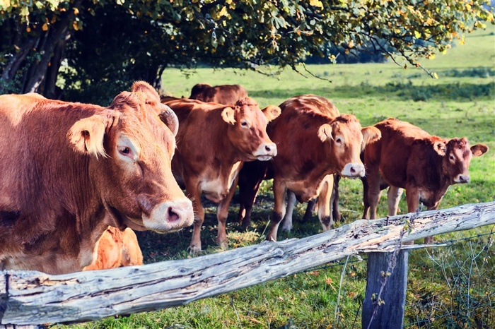 绿色牧场中的牛群高清图片