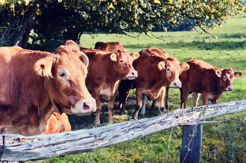 绿色牧场中的牛群高清图片