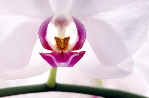 兰花微距摄影图片