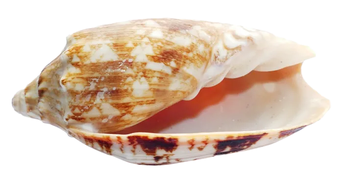 海螺贝壳海鲜
