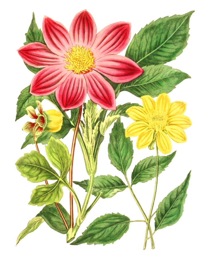 复古手绘植物花卉玫瑰花PNG免扣图案高清图片PS设计素材图