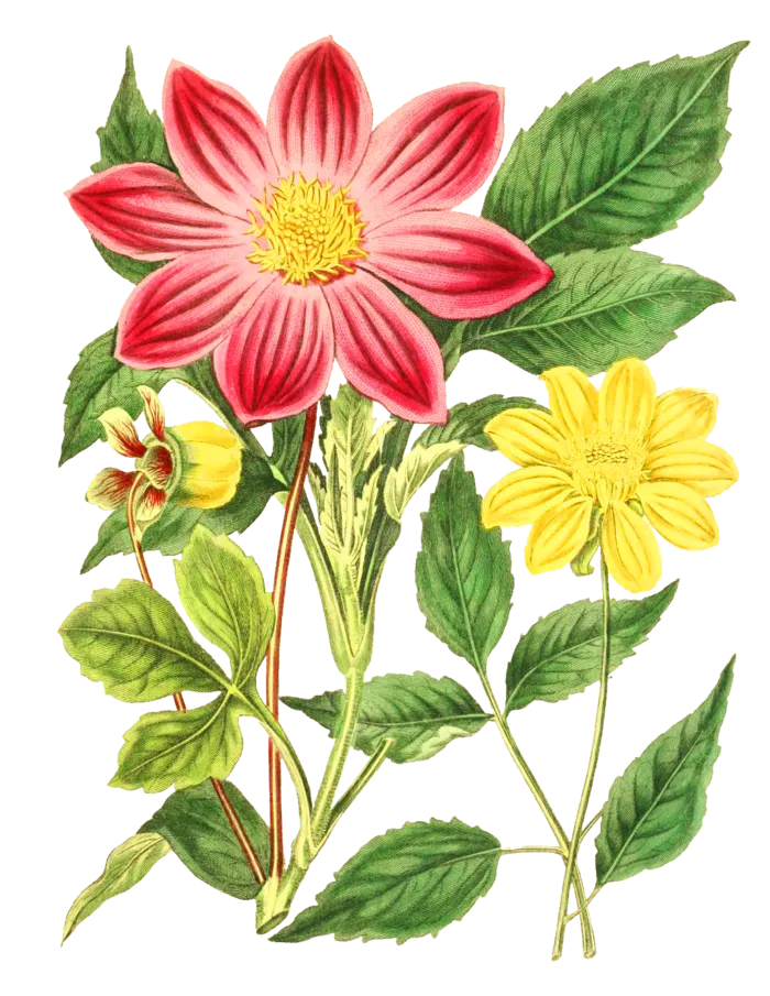 复古手绘植物花卉玫瑰花PNG免扣图案高清图片PS设计素材图