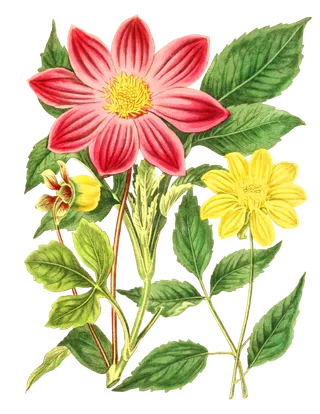 复古手绘植物花卉玫瑰花PNG免扣图案高清图片PS设计素材图