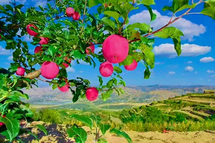 静宁苹果树