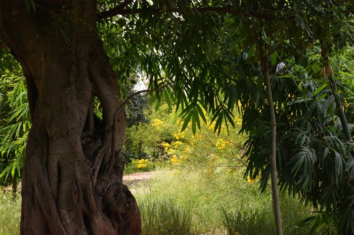 鳟鱼庄院中榕树
