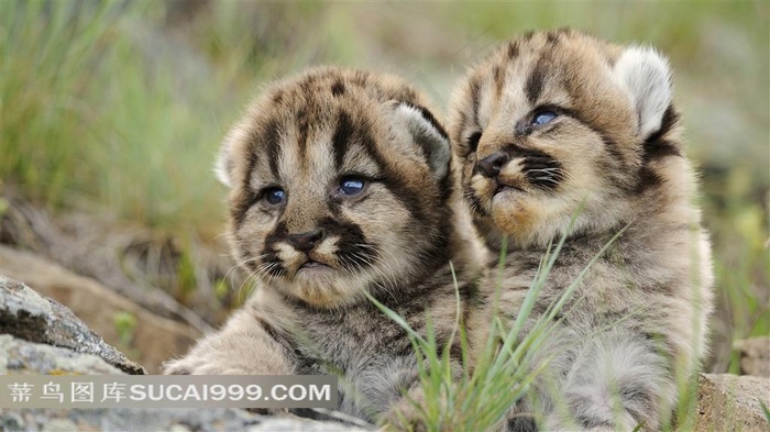 两只小老虎摄影图片素材
