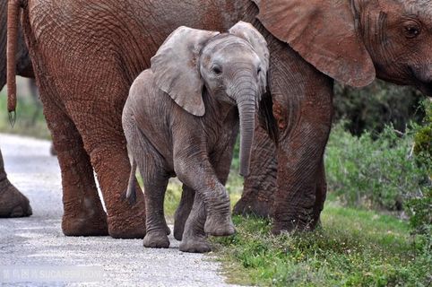 高清在大象边上的小象图片