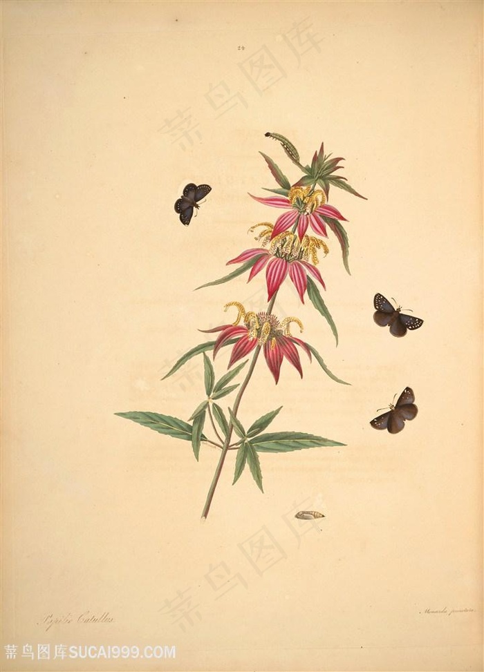 蝴蝶植物花束复古图谱