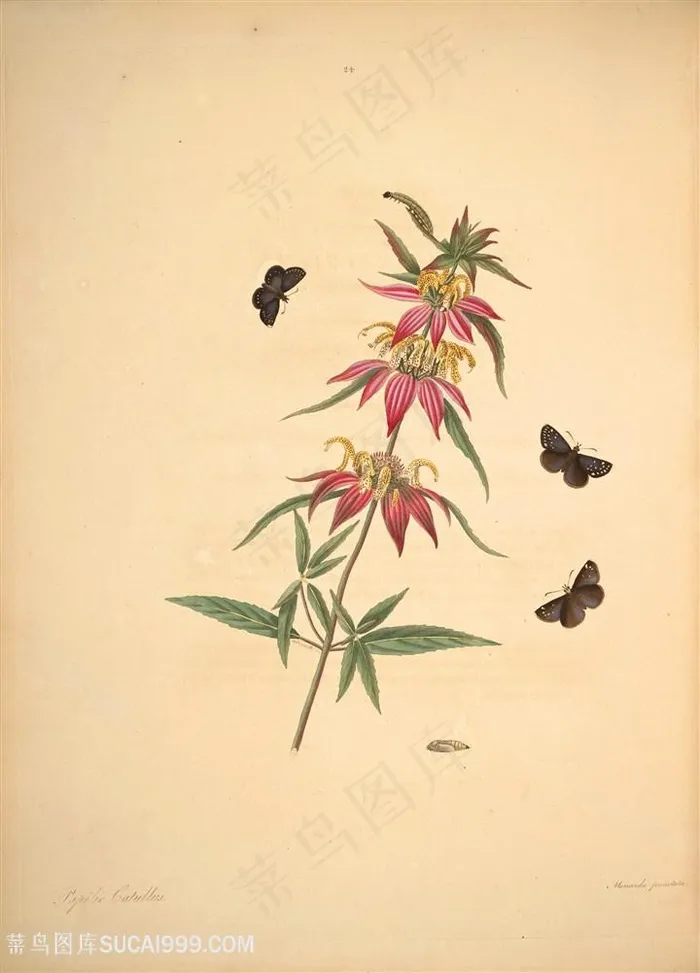 蝴蝶植物花束复古图谱