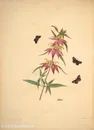 蝴蝶植物花束复古图谱