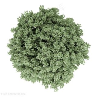 树木种类类型高清图片