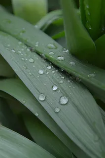 风景 露水 素材拍摄 (35) 风景 露水 素材拍摄 (35)