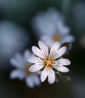 花朵背景图 花朵背景图