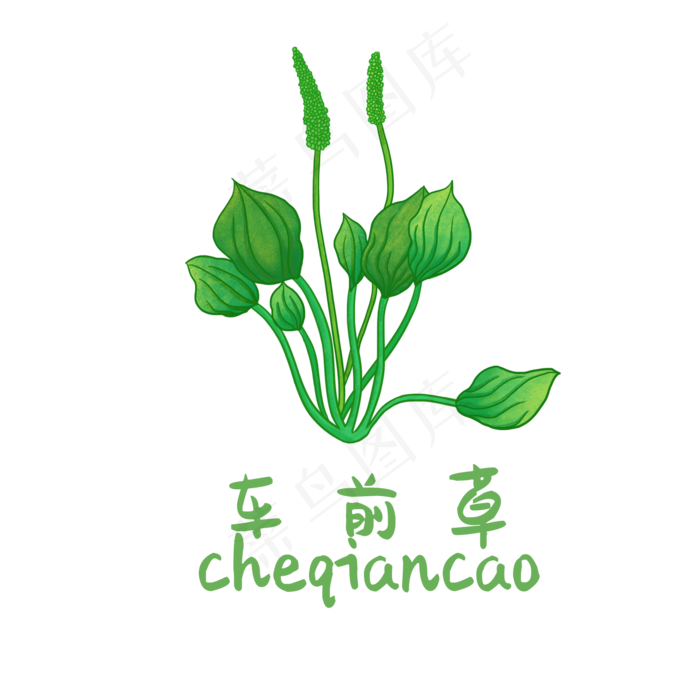 手绘草本中药药材车前草
