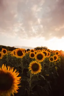 黄色向日葵摄影素材