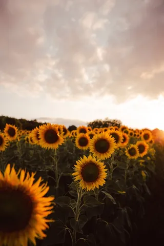 黄色向日葵摄影素材