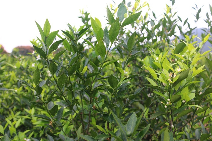 绿色的小清新柑橘树素材图