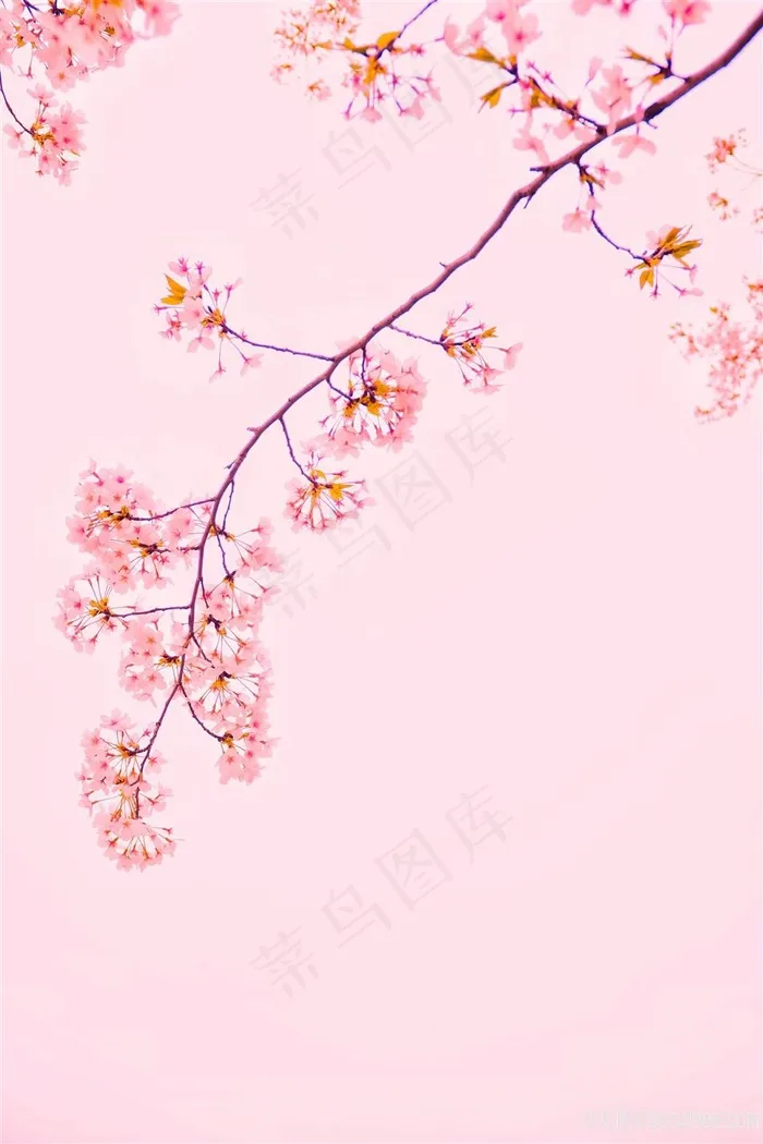 粉色樱花背景图片