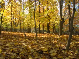 秋季树林枫叶图片下载