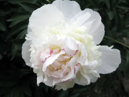 白色花朵高清特写图片 白色花朵高清特写图片