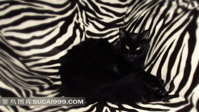 斑马纹背景布上的黑猫