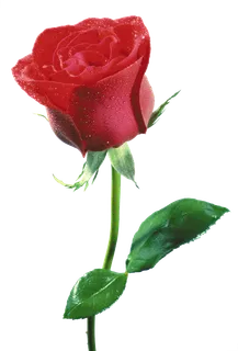 鲜花玫瑰免扣素材