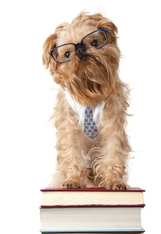 站在书上的丝毛狗图片狗狗图片