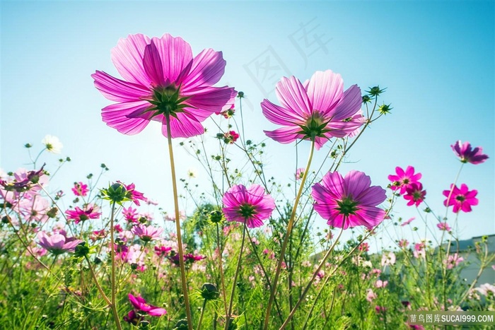 格桑花高清摄影