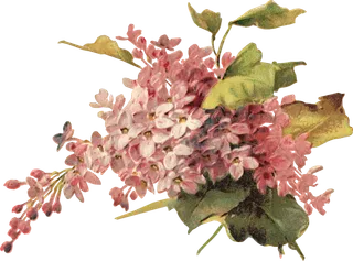 古典花卉png免扣素材