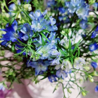 摄影—森系 蓝色草花