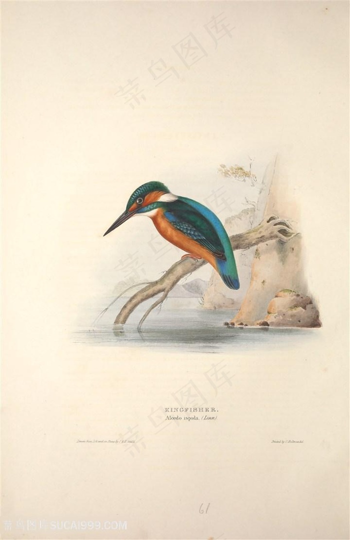 高清彩绘鸟儿插画素材