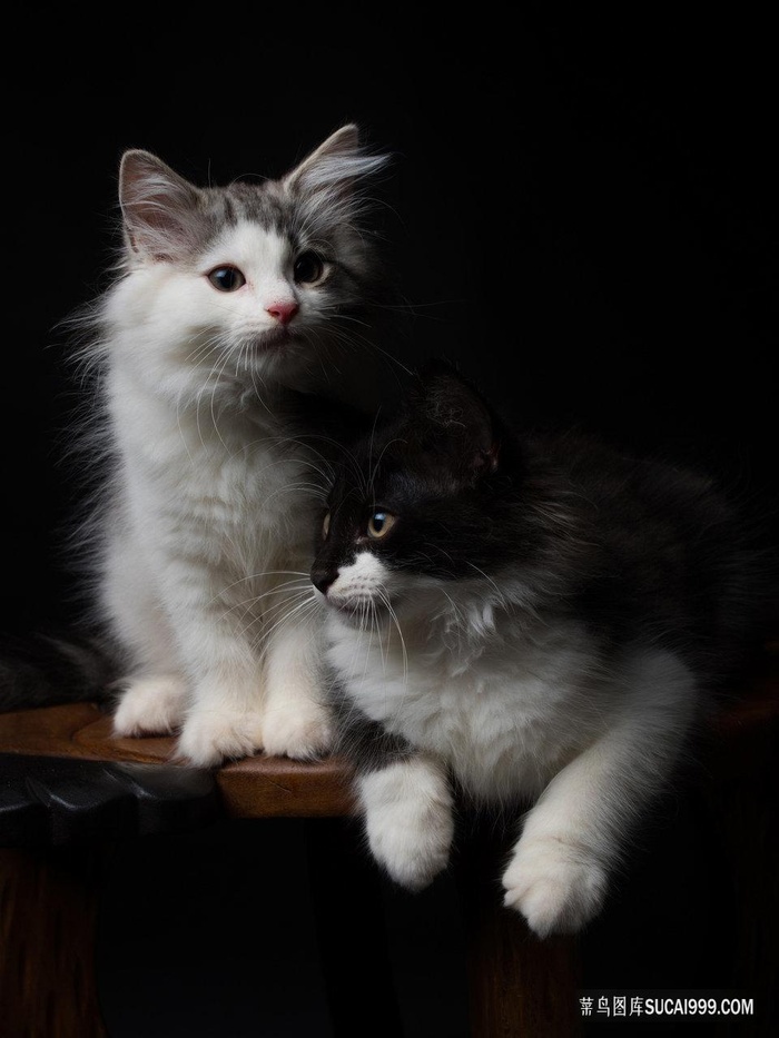 布偶猫猫咪图片