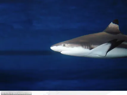 海洋生物-海中的鲨鱼