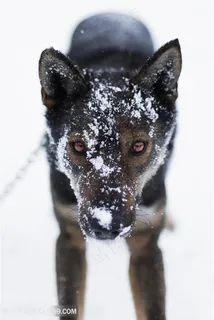 雪地里的黑狼图片