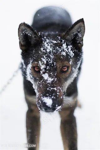 雪地里的黑狼图片