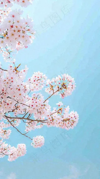 春天开满花朵的树冠仰拍蓝色天空，立春，春分摄影图