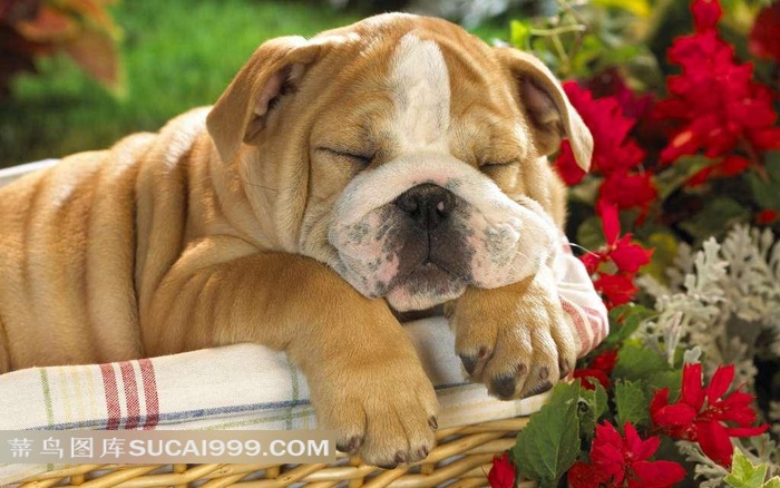 熟睡中的哈巴狗图片