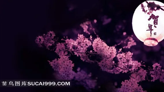 新年贺年鲜花图片