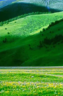 野花遍地的龙灯草原