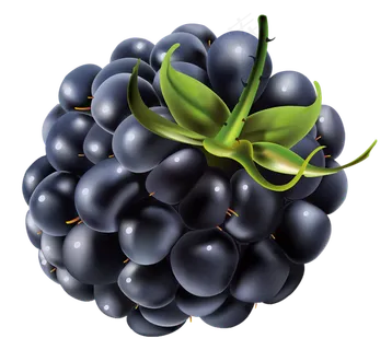 黑莓免抠素材 (9)