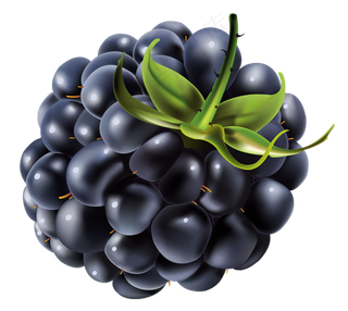 黑莓免抠素材 (9)