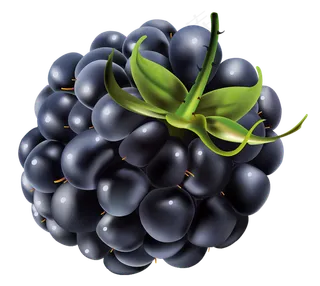 黑莓免抠素材 (9)