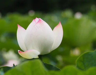静待开放荷花 静待开放荷花