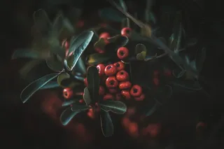 多肉红色浆果图片