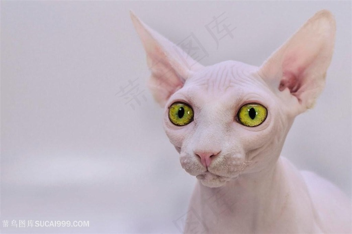 斯芬克斯猫图片猫咪图片